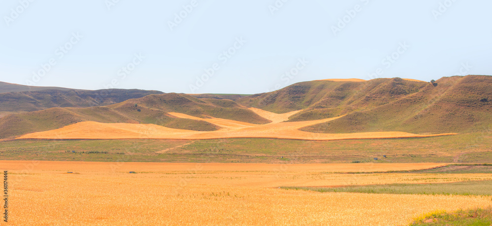 Panoromic view of golden wheat field in the background small hills