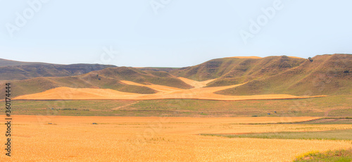 Panoromic view of golden wheat field in the background small hills