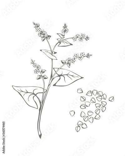 Buckwheat plant with flowers and buckwheat groats. Vector hand drawn illustration 