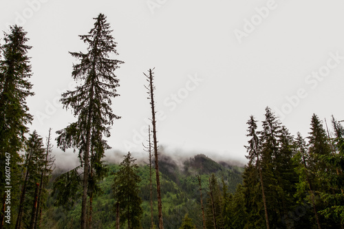 The mountains. Hiking in the mountains. Rainy day in the mountains. Summer in the mountains. Тatras.