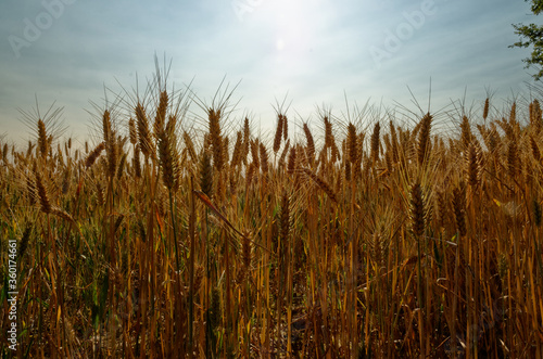 field of golden wheat 