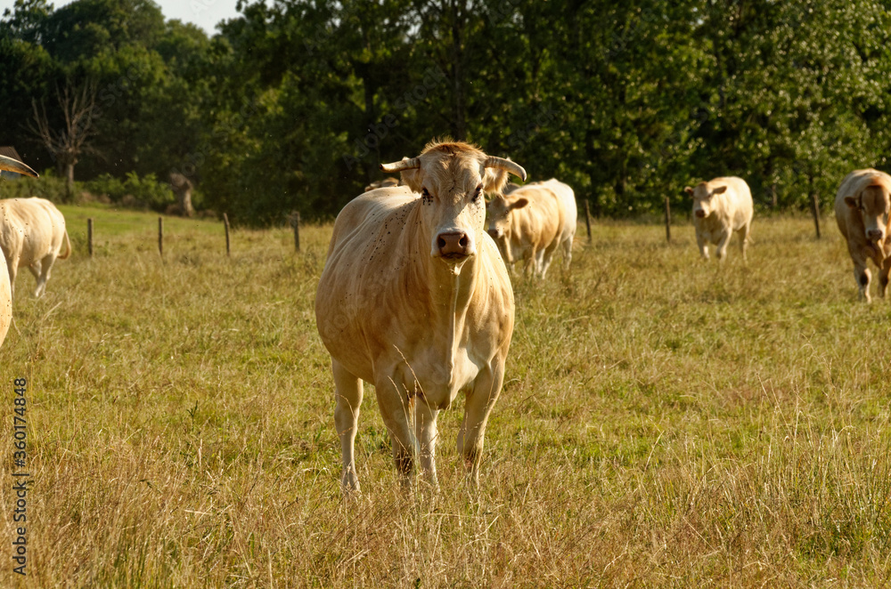 Beige/white french cows in a field