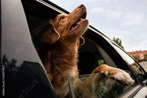 Dog in warm car