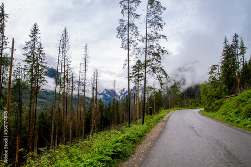 Road in the mountains among the trees. Rainy day in the mountains. Summer in the mountains. Тatras.