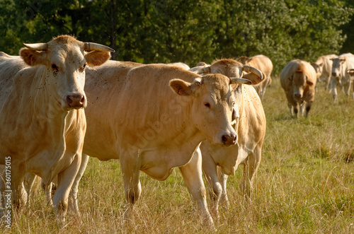Beige/white french cows in a field © KingQoala