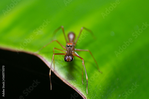 beautiful macro closeup shots of insects © kiran