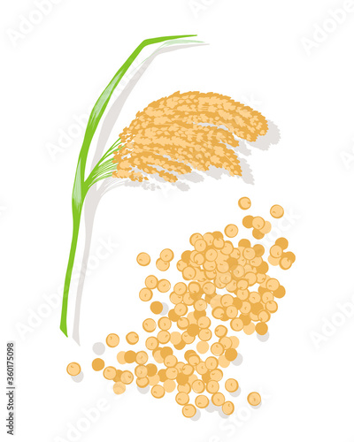 Vector  millet illustration. Botanical drawing of gluten free plant. Healthy food.