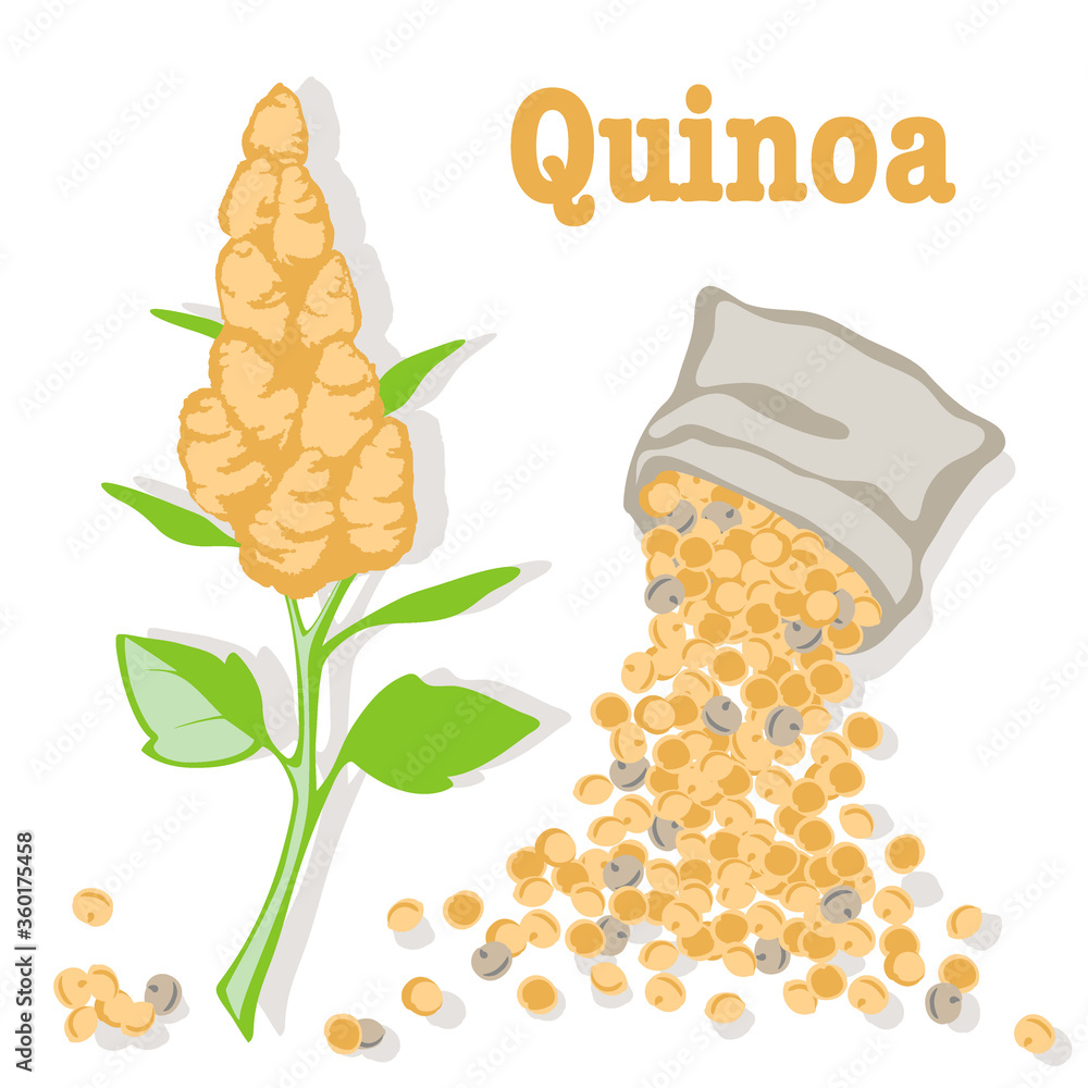 quinoa plant and quinoa seeds. Super food. Vector flat illustration