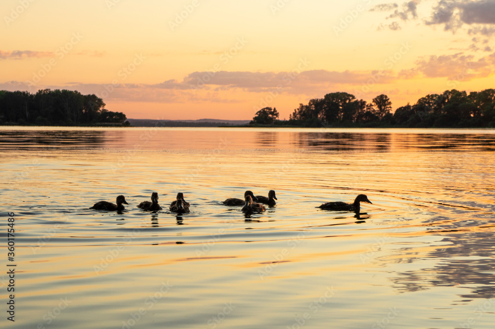 Silhouettes of birds in the evening at sunset on the lake Silhouettes of birds in the evening at sunset on the lake