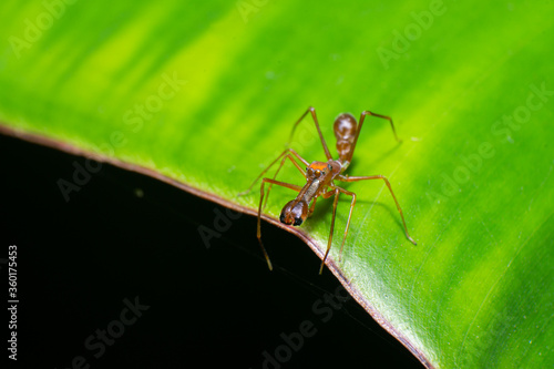 beautiful macro closeup shots of insects