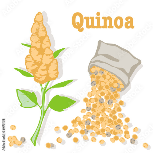quinoa: plant and quinoa seeds. Super food. Vector flat illustration