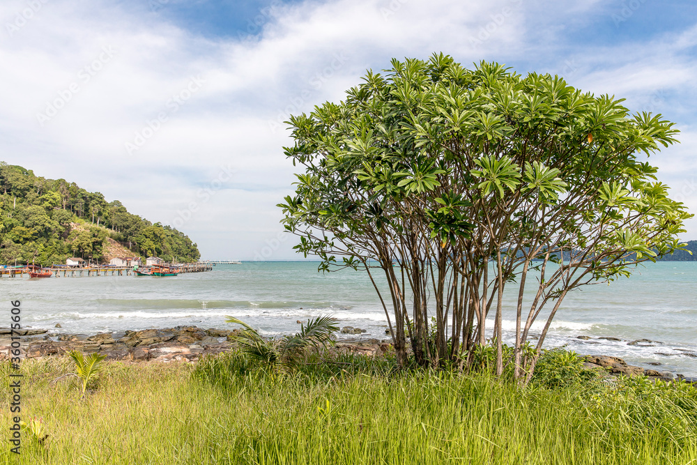 Tropical tree, Saracen bay beach, Koh Rong Samloem island, Sihanoukville, Cambodia.