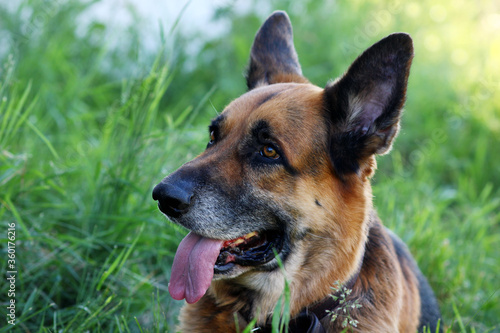 portrait of a German shepherd with his tongue hanging out on the background of nature