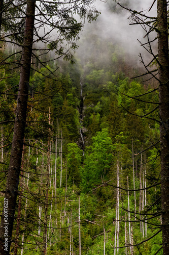 The mountains. Hiking in the mountains. Rainy day in the mountains. Summer in the mountains.   atras.