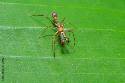 beautiful macro closeup shots of insects