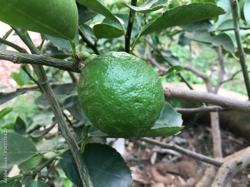 Raw organic limes which grew in cement pipes beside Thai farmer's house.