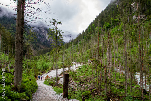 Road in the mountains among the trees. Rainy day in the mountains. Summer in the mountains. Тatras.