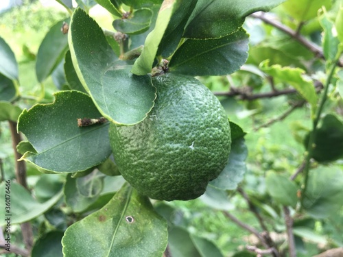 Raw organic limes which grew in cement pipes beside Thai farmer's house. photo