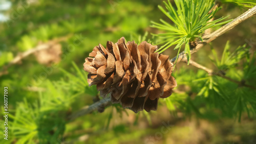 brown cone on the larch on a sunny day