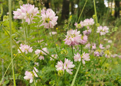 pink flowers and forest meadow