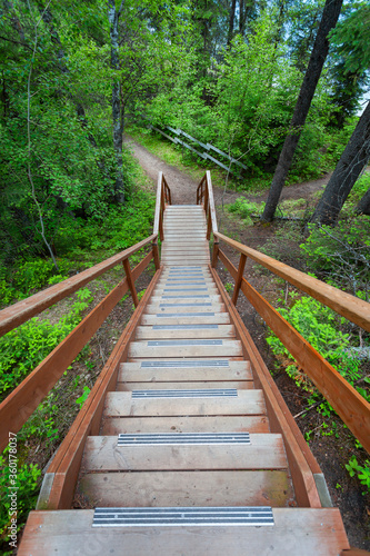 Wooden steps leading to a path in the forest
