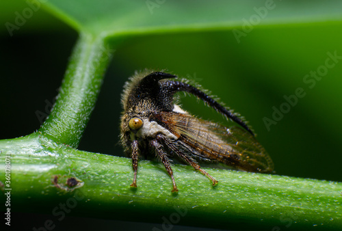 beautiful macro closeup shots of insects