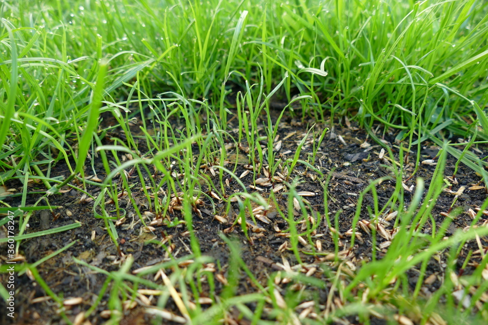 Rasen Nachsaat Reparatur Keimung