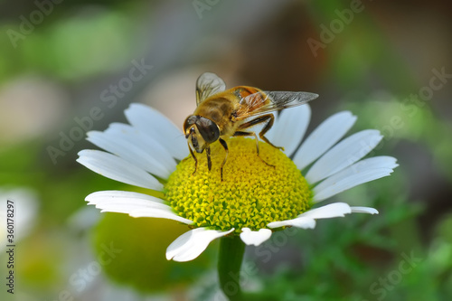 Beautiful Bee macro in green nature 