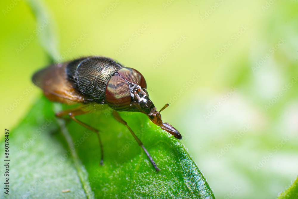 beautiful macro closeup shots of insects beautiful macro closeup shots of insects