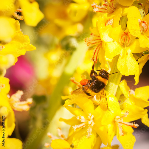Bumblebee on a mullein blossom collecting © Ewald Fröch