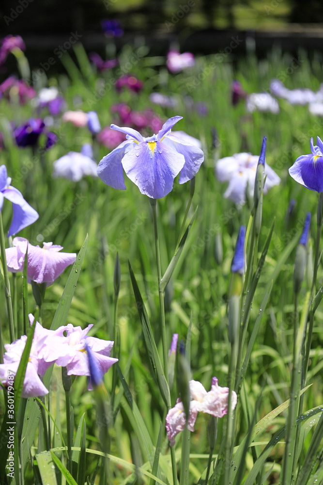 花菖蒲 花菖蒲