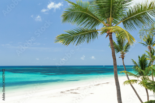 Fototapeta Naklejka Na Ścianę i Meble -  Coconut palm tree with sea view