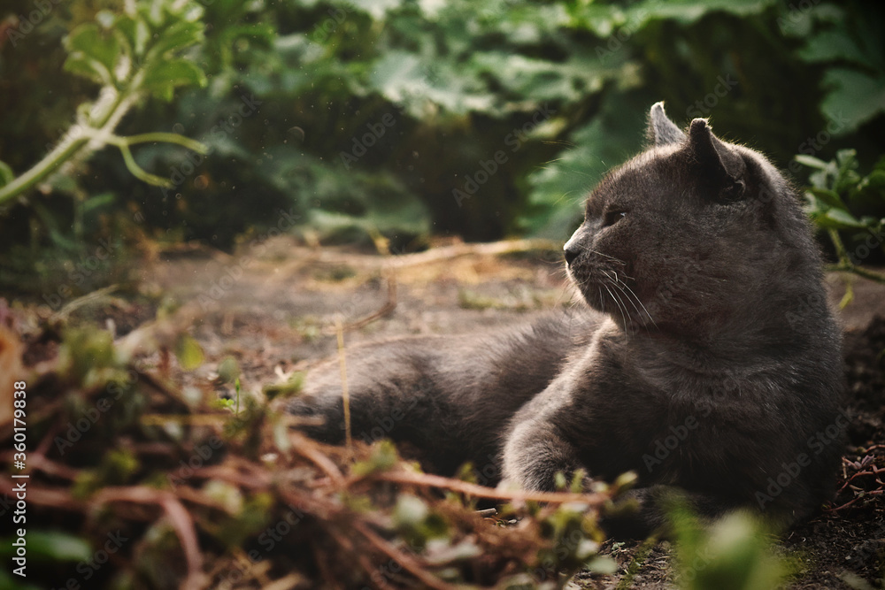 Fototapeta premium cat on the grass