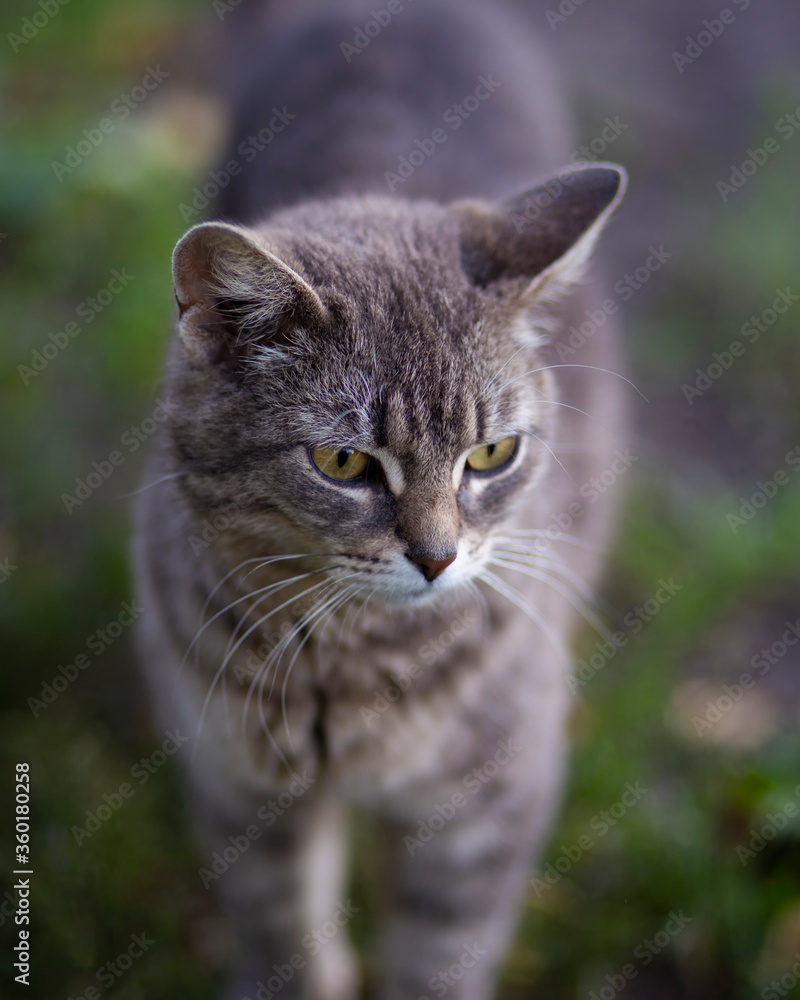 Portrait of a gray cat Cat's face close-up. A pet in nature. Bokeh. The village, the park. Summer.