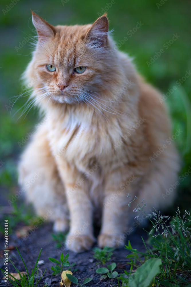 Beautiful red fluffy cat sits in the grass