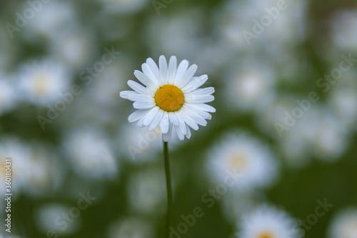 Chamomile close-up on a background of blurry daisies. Plants in the distance. Flowering chamomile. Gardening concept.Beautiful nature scene with blooming daisies.