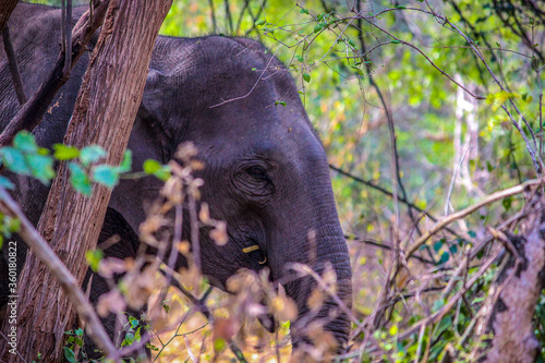 Photography elephant in the woods