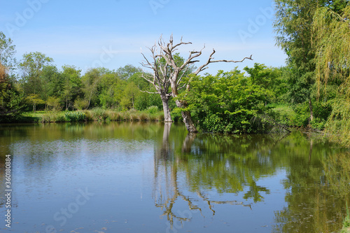 Etang et abres secs