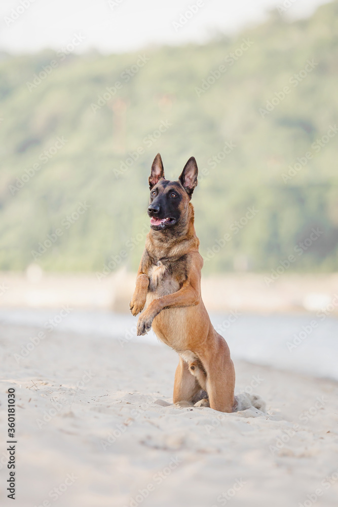 Belgian Shepherd on the beach. Malinois dog