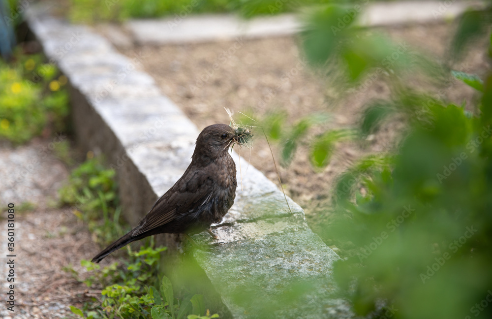 Amsel Amsel
