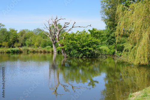 Etang et abres secs