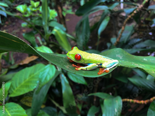 Red Eyed Green Tree Frog, Costa Rica Rainforest