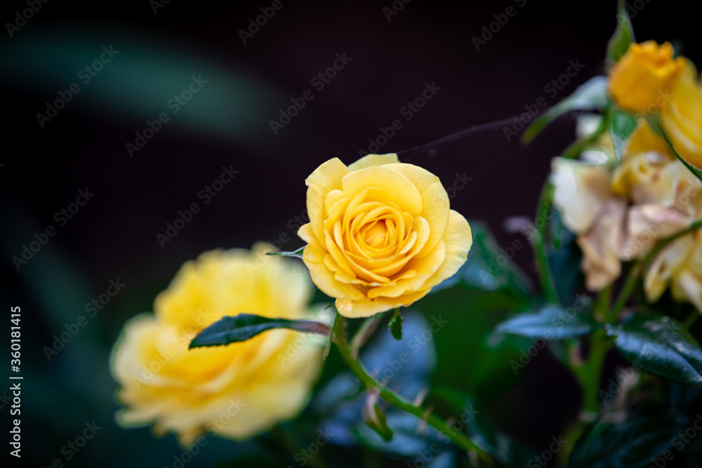 Gelbe Rose Gelbe Rose
