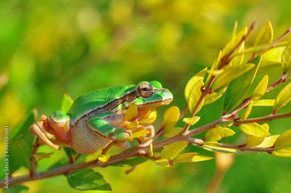 Beautiful Europaean Tree frog Hyla arborea Beautiful Europaean Tree frog Hyla arborea