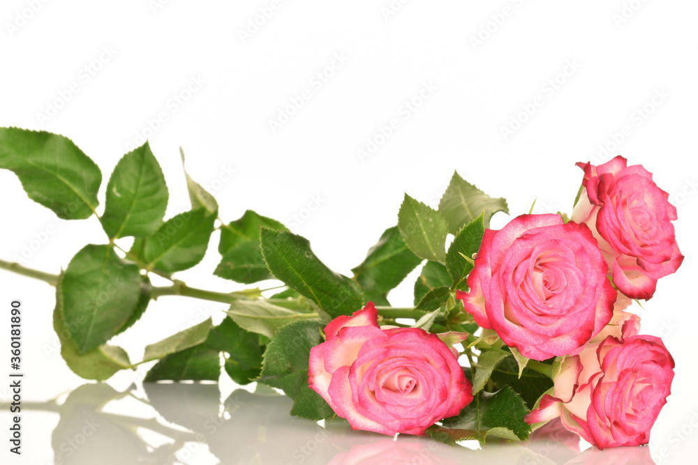 Naklejka premium pink rose on white background