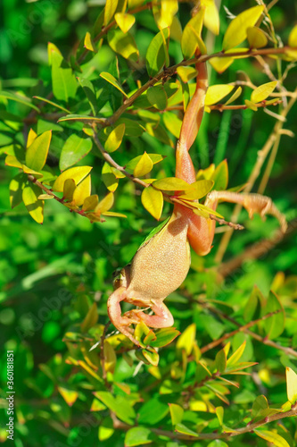 Beautiful Europaean Tree frog Hyla arborea  © blackdiamond67