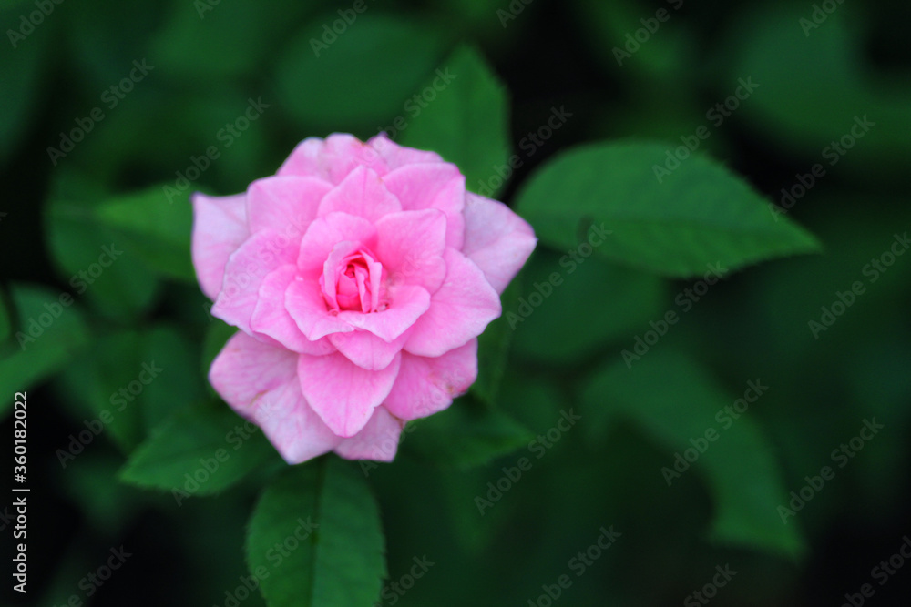 Coral rose flower in roses garden. Top view. Soft focus.