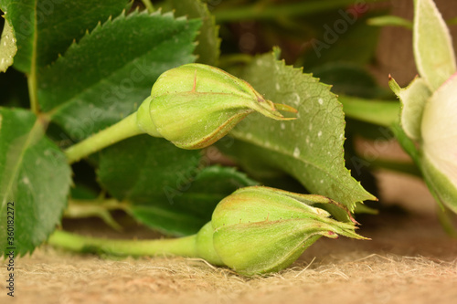 Green rose buds on jute fabric, close-up.