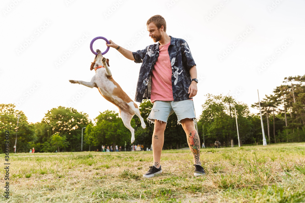 Fototapeta premium Image of young man smiling and playing with his beagle dog in park