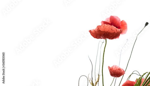 Poppy flowers on white background.